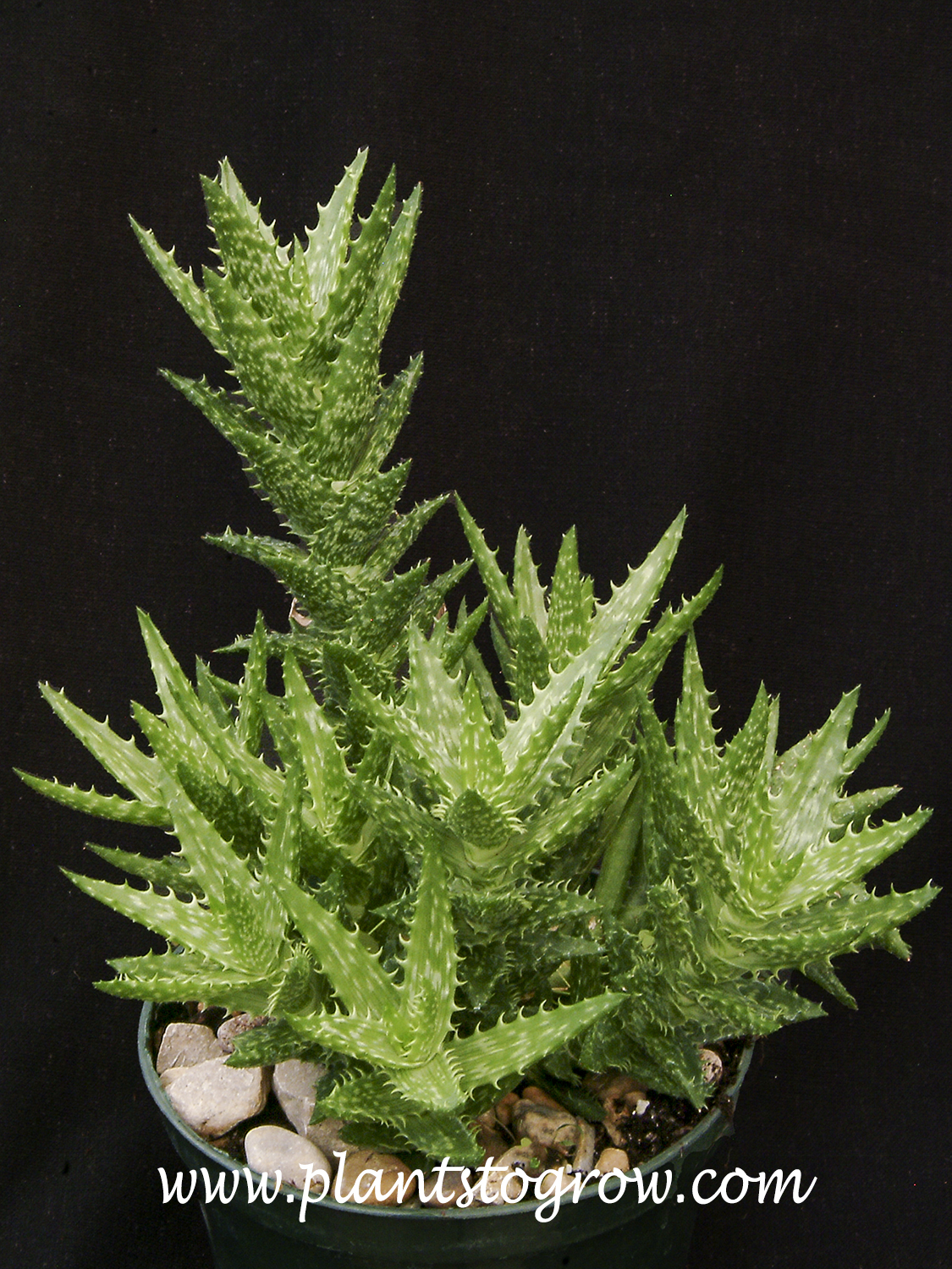 Tiger Tooth Aloe (Aloe juvenna)
Typical form with a tall stem and clusters of rosettes at the base.